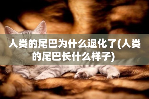 人類的尾巴為什么退化了(人類的尾巴長什么樣子) 