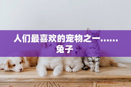 人們最喜歡的寵物之一……兔子 