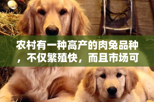農村有一種高產的肉兔品種，不僅繁殖快，而且市場可觀 