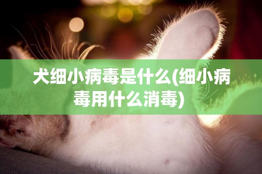 犬細小病毒是什么(細小病毒用什么消毒) 