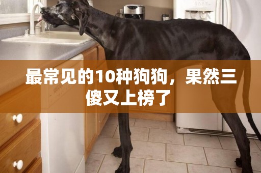 最常見的10種狗狗，果然三傻又上榜了 