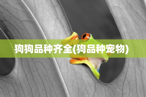 狗狗品種齊全(狗品種寵物) 