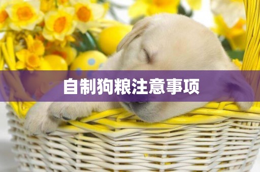 自制狗糧注意事項