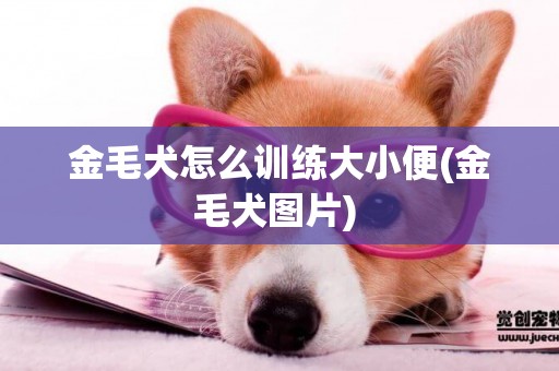 金毛犬怎么訓練大小便(金毛犬圖片) 