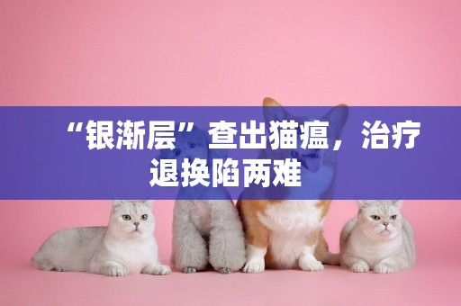 “銀漸層”查出貓瘟，治療退換陷兩難 