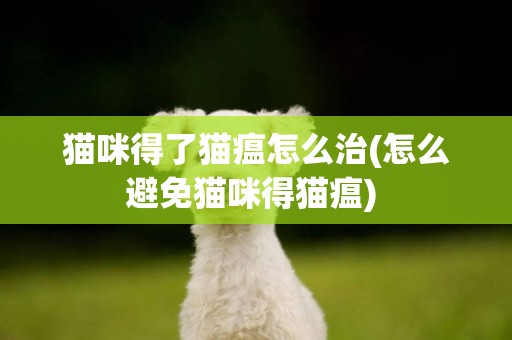 貓咪得了貓瘟怎么治(怎么避免貓咪得貓瘟) 