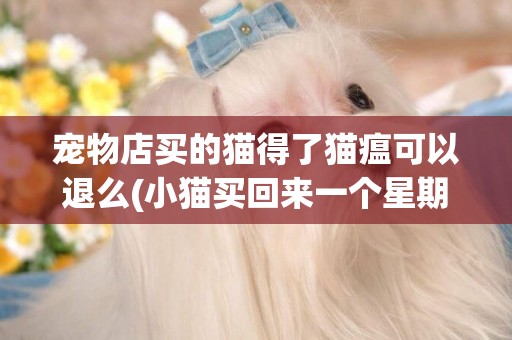 寵物店買的貓得了貓瘟可以退么(小貓買回來一個星期得貓瘟了) 