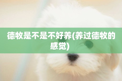 德牧是不是不好養(養過德牧的感覺) 