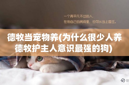 德牧當寵物養(為什么很少人養德牧護主人意識最強的狗) 