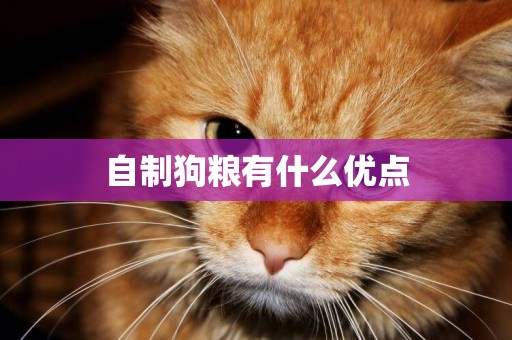 自制狗糧有什么優點