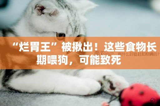 “爛胃王”被揪出！這些食物長期喂狗，可能致死 