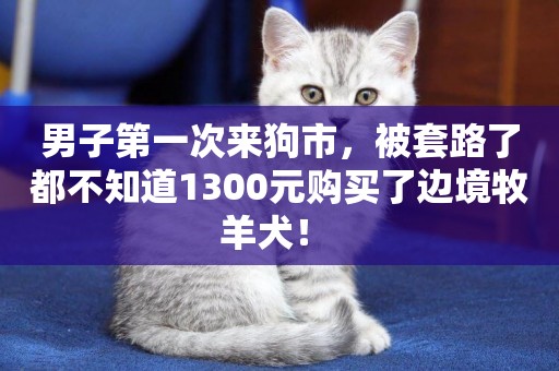男子第一次來狗市，被套路了都不知道1300元購買了邊境牧羊犬！ 