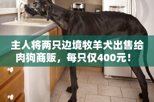 主人將兩只邊境牧羊犬出售給肉狗商販，每只僅400元！ 