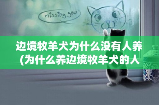 邊境牧羊犬為什么沒有人養(為什么養邊境牧羊犬的人很少) 