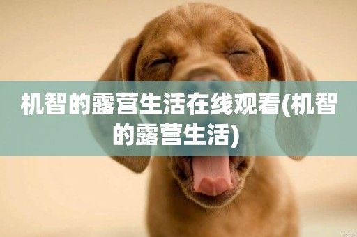 機智的露營生活在線觀看(機智的露營生活) 