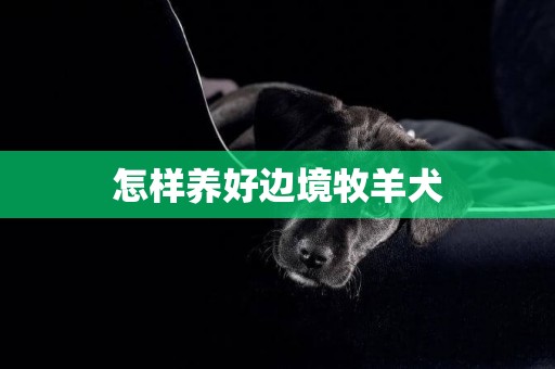 怎樣養好邊境牧羊犬