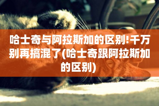 哈士奇與阿拉斯加的區別!千萬別再搞混了(哈士奇跟阿拉斯加的區別) 