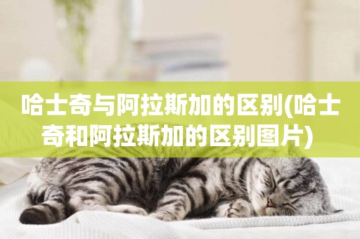 哈士奇與阿拉斯加的區別(哈士奇和阿拉斯加的區別圖片) 