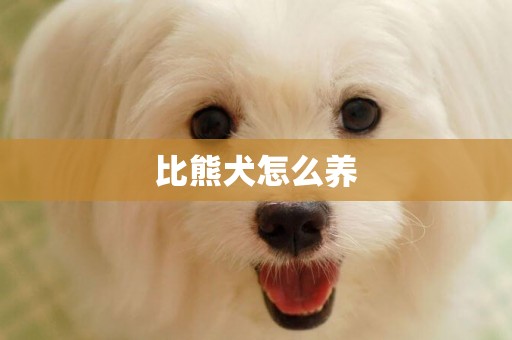 比熊犬怎么養