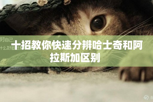十招教你快速分辨哈士奇和阿拉斯加區別 