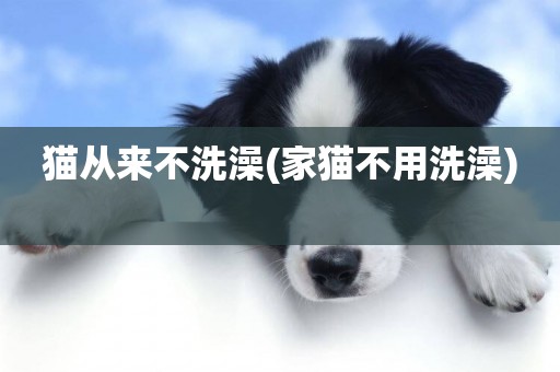 貓從來不洗澡(家貓不用洗澡) 