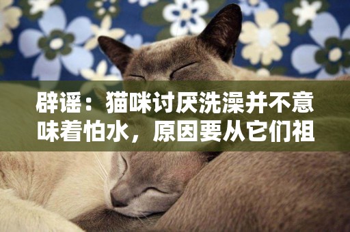 辟謠：貓咪討厭洗澡并不意味著怕水，原因要從它們祖先的習性說起 