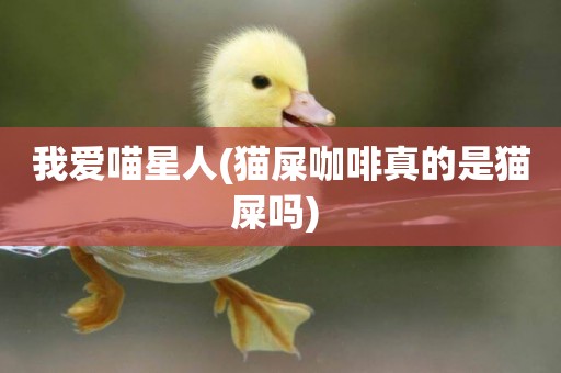 我愛喵星人(貓屎咖啡真的是貓屎嗎) 