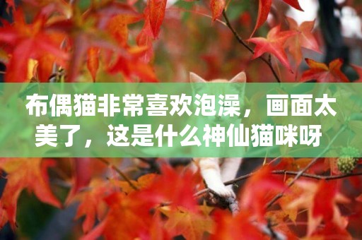 布偶貓非常喜歡泡澡，畫面太美了，這是什么神仙貓咪呀 