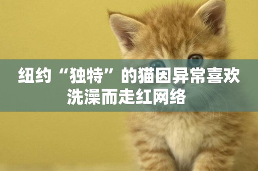 紐約“獨特”的貓因異常喜歡洗澡而走紅網絡 