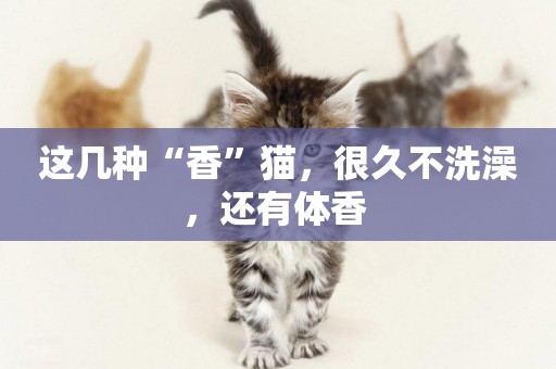 這幾種“香”貓，很久不洗澡，還有體香 