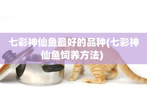 七彩神仙魚最好的品種(七彩神仙魚飼養方法) 