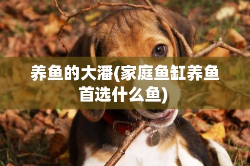養魚的大潘(家庭魚缸養魚首選什么魚) 