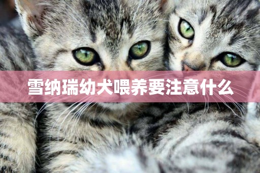 雪納瑞幼犬喂養要注意什么