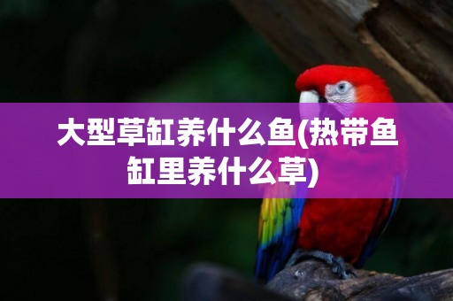 大型草缸養什么魚(熱帶魚缸里養什么草) 