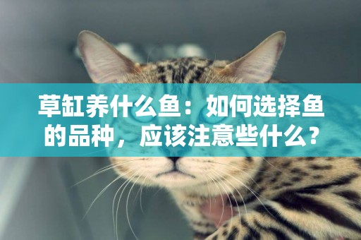 草缸養什么魚：如何選擇魚的品種，應該注意些什么？ 