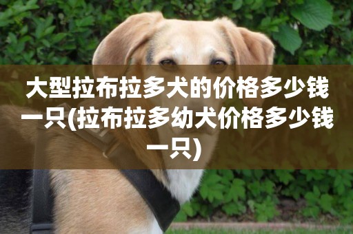 大型拉布拉多犬的價格多少錢一只(拉布拉多幼犬價格多少錢一只) 