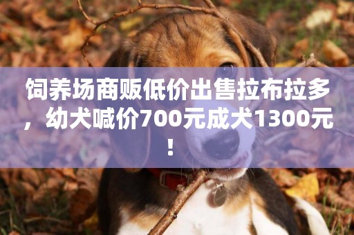 飼養場商販低價出售拉布拉多，幼犬喊價700元成犬1300元！ 