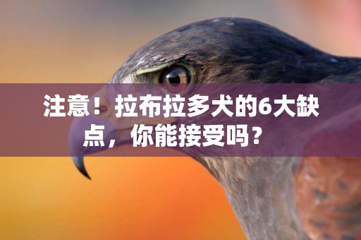 注意！拉布拉多犬的6大缺點，你能接受嗎？ 