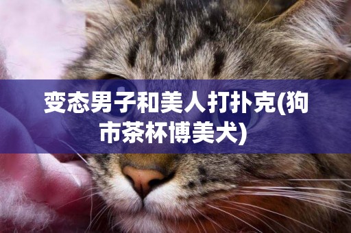 變態男子和美人打撲克(狗市茶杯博美犬) 