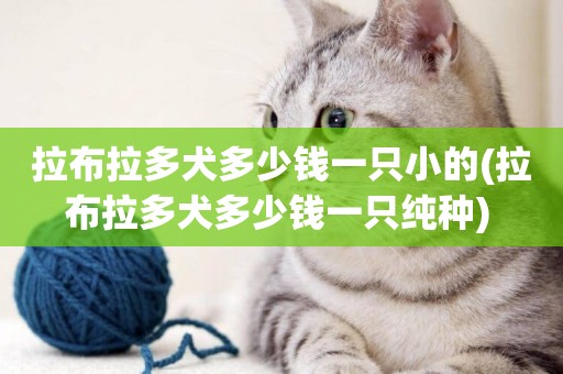 拉布拉多犬多少錢一只小的(拉布拉多犬多少錢一只純種) 
