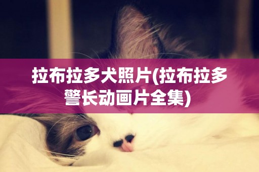 拉布拉多犬照片(拉布拉多警長動畫片全集) 