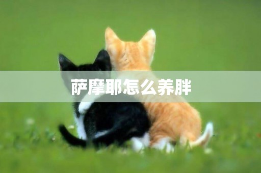 薩摩耶怎么養胖