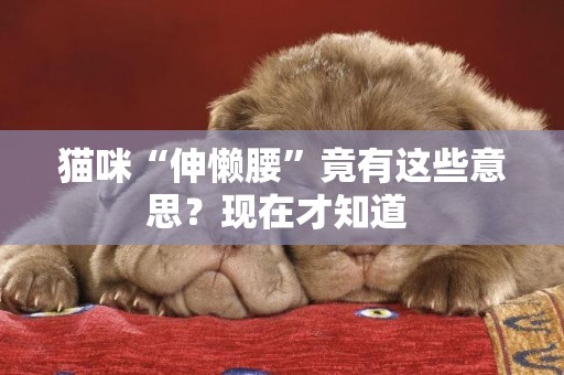 貓咪“伸懶腰”竟有這些意思？現在才知道 