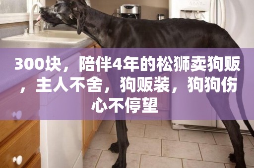 300塊，陪伴4年的松獅賣狗販，主人不舍，狗販裝，狗狗傷心不停望 