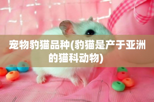 寵物豹貓品種(豹貓是產于亞洲的貓科動物) 