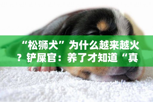 “松獅犬”為什么越來越火？鏟屎官：養了才知道“真香” 