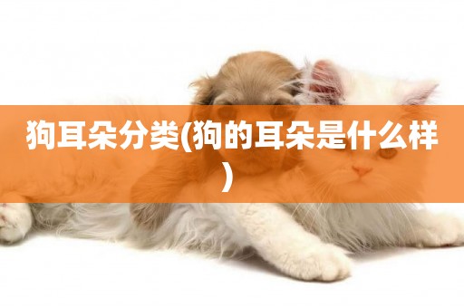 狗耳朵分類(狗的耳朵是什么樣) 