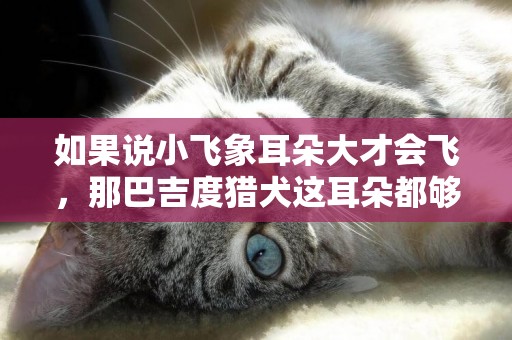 如果說小飛象耳朵大才會飛，那巴吉度獵犬這耳朵都夠飛出宇宙了吧 