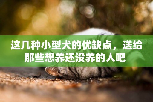 這幾種小型犬的優缺點，送給那些想養還沒養的人吧 