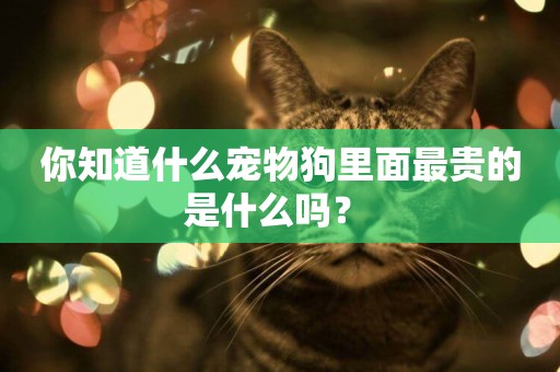 你知道什么寵物狗里面最貴的是什么嗎？ 